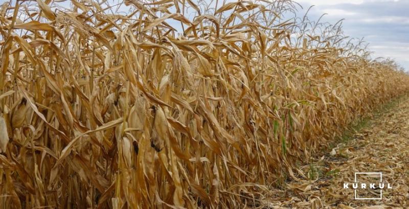 На Буковині розпочато збір кукурудзи за середньої врожайності 5,6 т/га