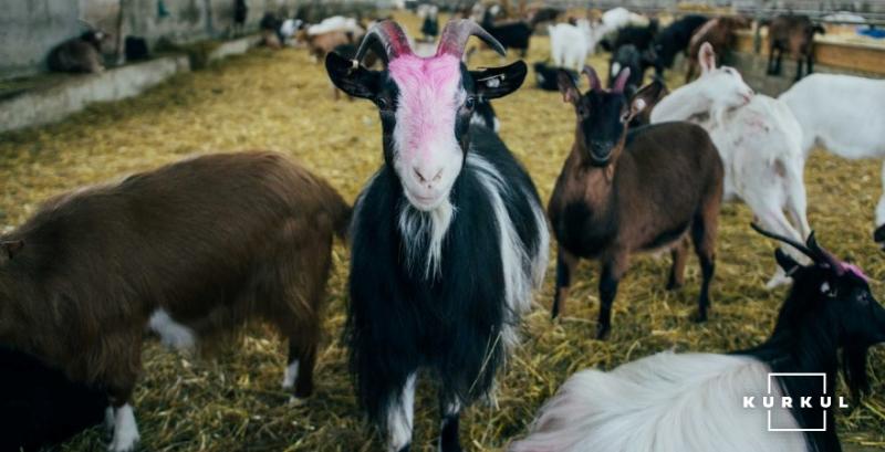 В України змінено порядок ідентифікації та реєстрації овець і кіз