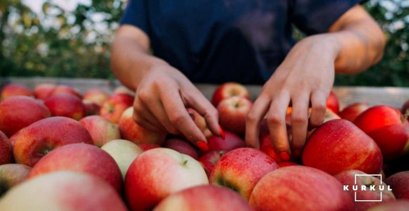 На Ужгородщині у відкритому саду пропонують самозбір яблук