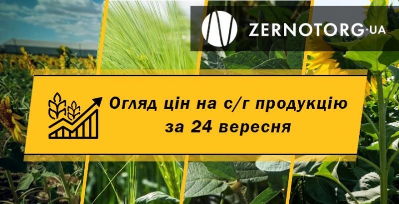 Кукурудза та пшениця продовжують дорожчати — огляд цін за 24 вересня від Zernotorg.ua