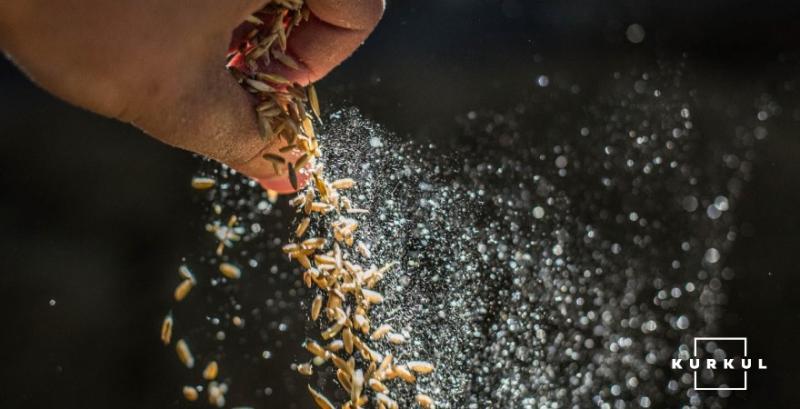 В ЄС підтримали визнання еквівалентності насіння зернових культур з України