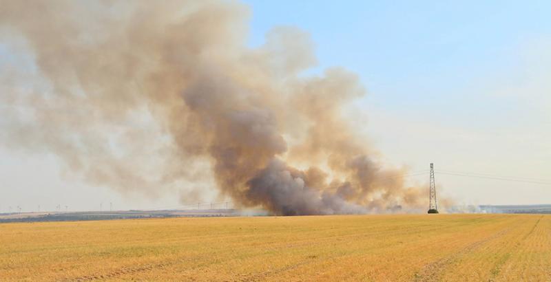 На Харківщині вогонь знищив 30 га урожаю кукурудзи