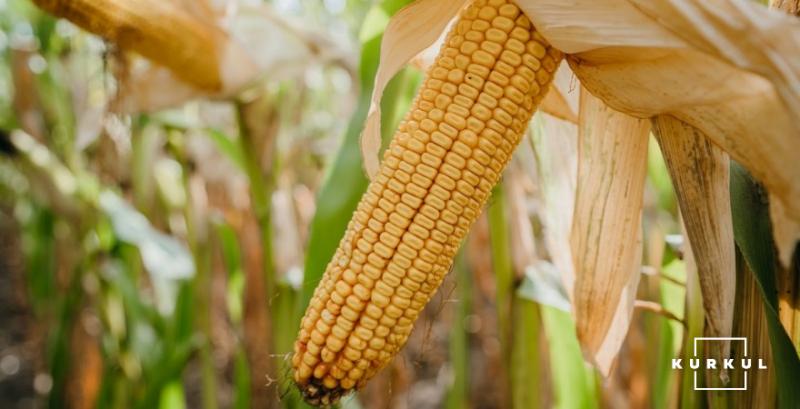 З України експортовано понад 600 тисяч т кукурудзи
