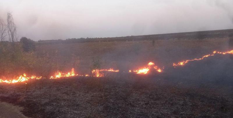 На Полтавщині внаслідок підпалу знищено 50 га кукурудзи
