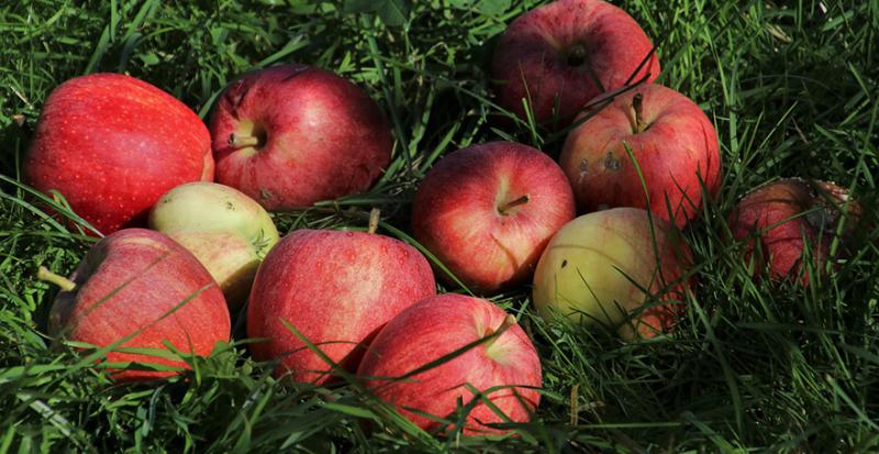В Україні дешевшають яблука під впливом збільшення пропозиції