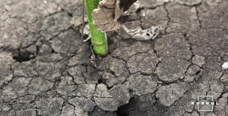 На Херсонщині зменшилась урожайність зернових культур на 6% через посуху