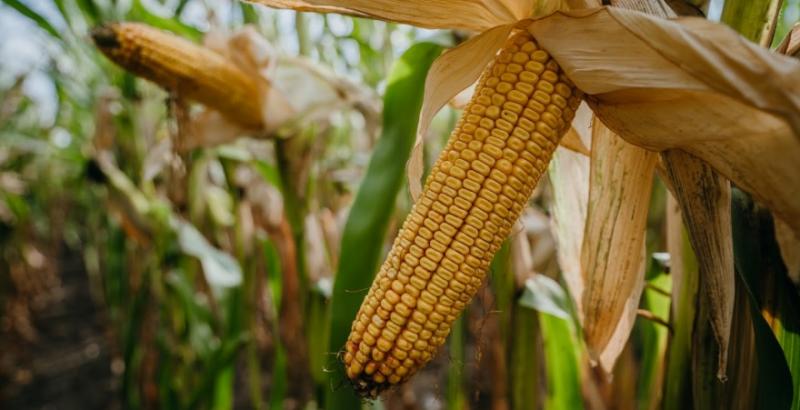 Аграрії зібрали майже 4,5 млн тонн кукурудзи