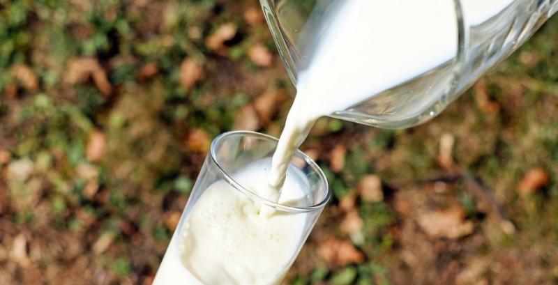 У вересні прибутковість молока знизилась на 30%