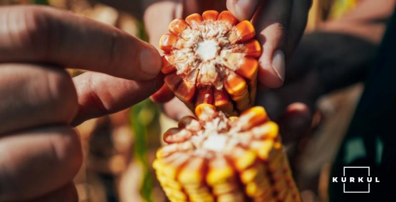 Аграрії США зібрали чверть врожаю кукурудзи
