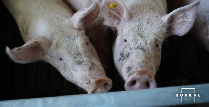 У Болгарії через спалах АЧС було знищено понад 500 свиней