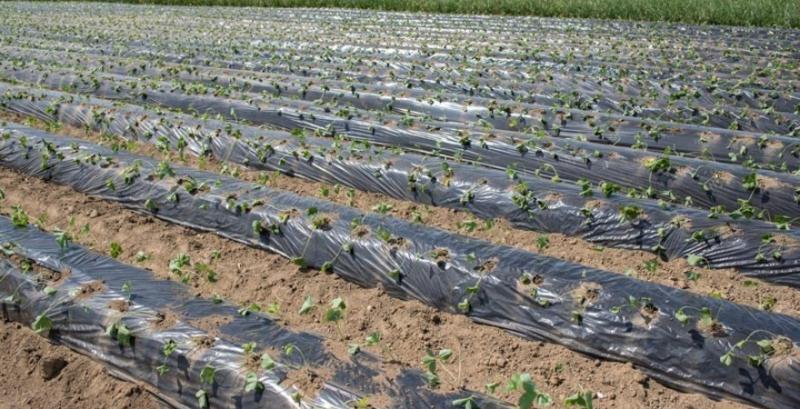 Фермер Одеської області впровадив технологію вирощування суниці «на буграх» 