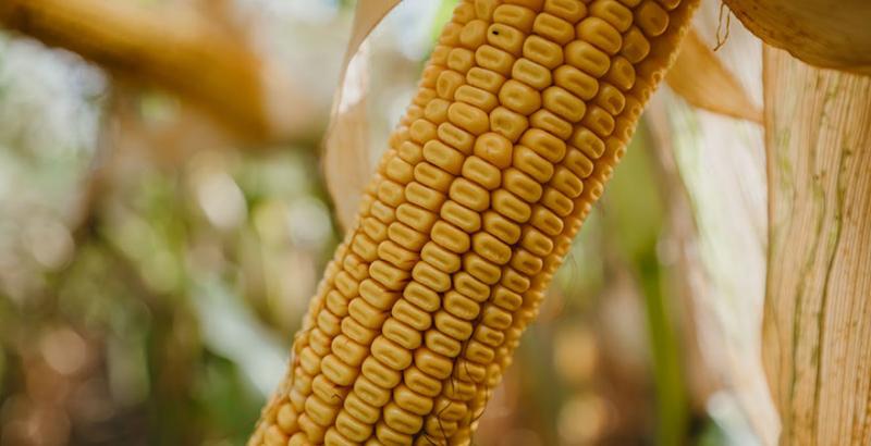 Урожай кукурудзи в Україні зменшиться на 2 млн т — USDA