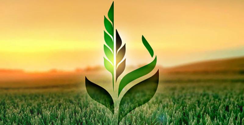 Аграрний фонд розпочинає форвардні закупівлі зернових культур урожаю 2021 року