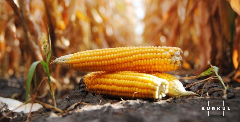 В США вже зібрано 40% кукурудзи