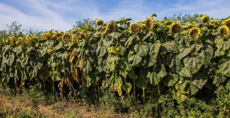 На Хмельниччині збирають соняшник при врожайності 3 т/га