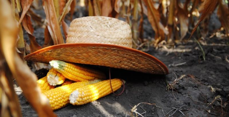 Ціна кукурудзи в США та Україні перевищила максимуми останніх років