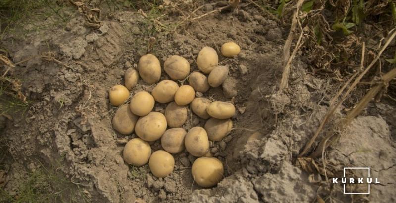 На Дніпропетровщині завершено збір картоплі