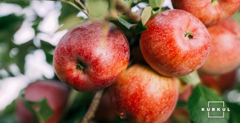 Через поганий урожай ціна яблук вдвічі вища за минулорічну