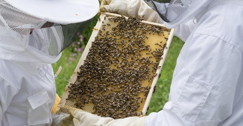 Продвинутих бджолярів навчать, як перетворити пасіку на постійне джерело доходів