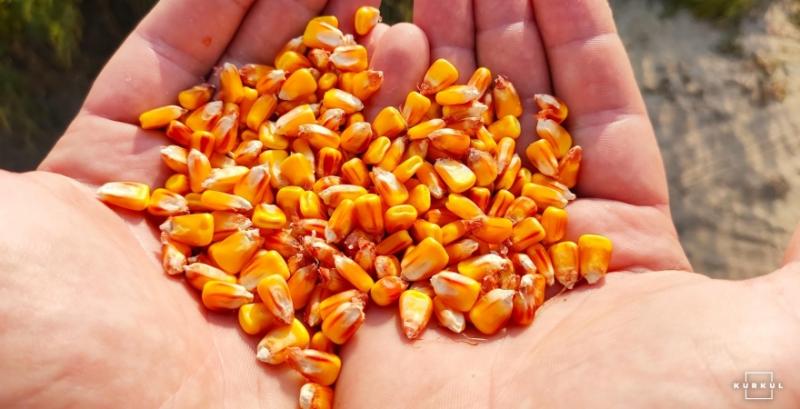 Фуражне зерно дорожчатиме через зростання котирувань на світових біржах