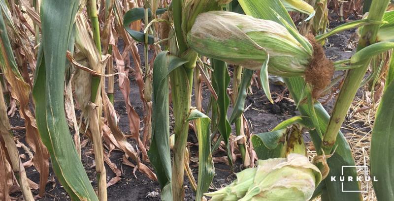 В Україні прогнозують спад урожайності кукурудзи, соняшника та сої