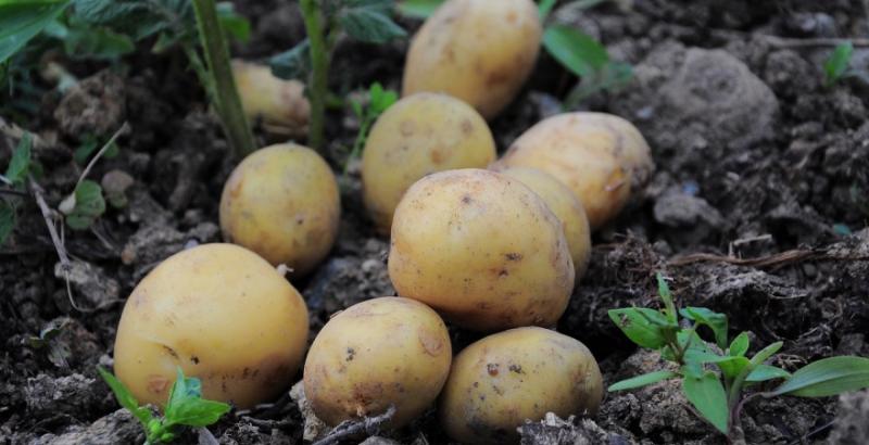 В Україні на 10% подешевшала картопля