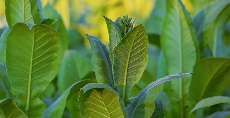На Сумщині фермер вирощує органічний тютюн