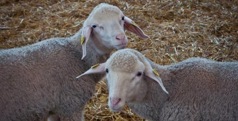 На Хмельниччині запущено першу чергу вівцеферми на 15 тисяч голів