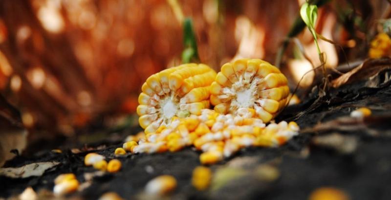 Аграрії намолотили понад 17 млн тонн кукурудзи