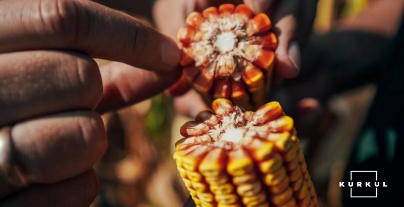 Україна на 40% знизила експорт кукурудзи