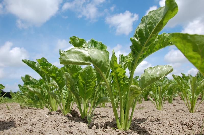 У США покращують виробництво цукрових буряків ГМО-насінням