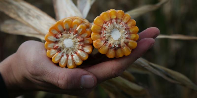 SAATBAU виводить на ринок ранньостиглі посухостійкі гібриди кукурудзи