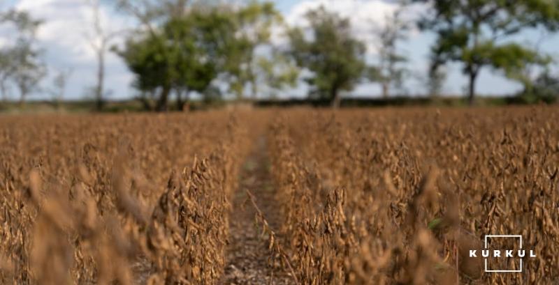 Аграрії США завершують збір кукурудзи та сої