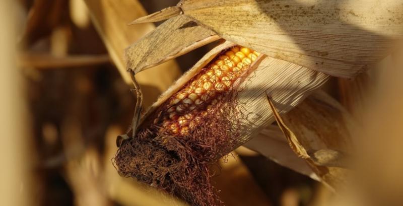 Експерти USDA рекордно знизили прогноз виробництва кукурудзи в Україні