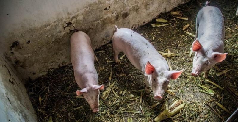На Буковині виявили 17 трупів свиней заражених АЧС