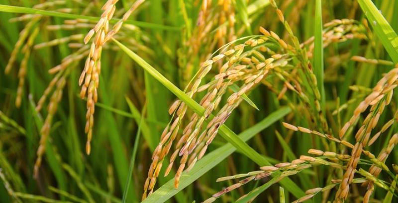 Новий гібрид рису побив світові рекорди урожайності