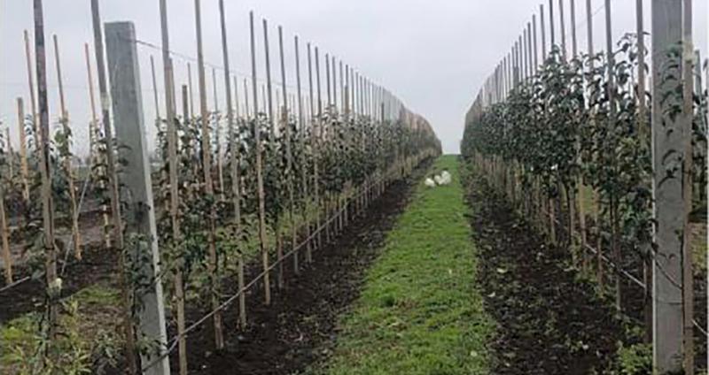На Львівщині висадили 72 гектари садів