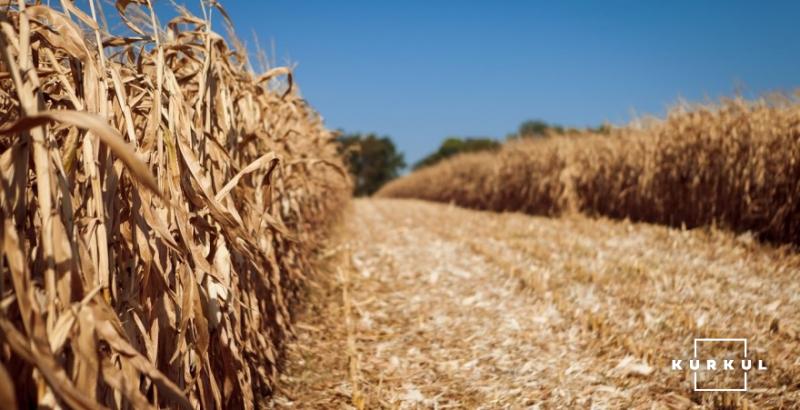 В США вже зібрано 95% кукурудзи 