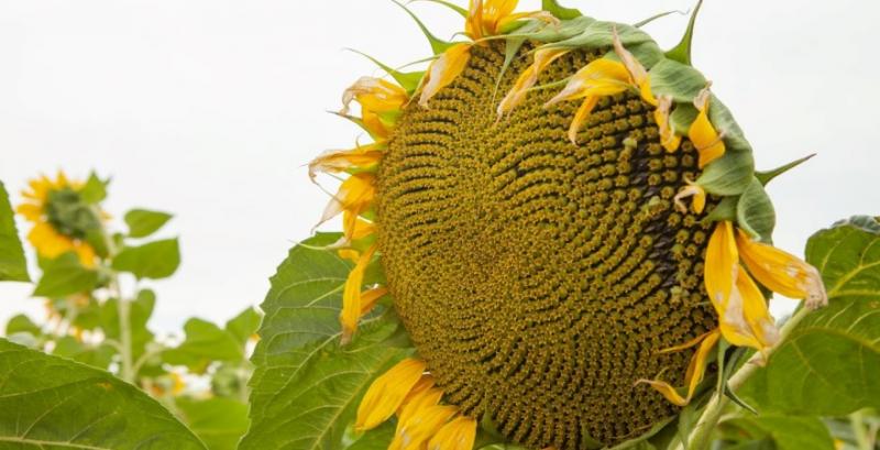 В Україні з’явиться ексклюзивне насіння соняшнику Strube 
