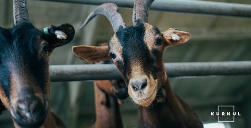 В Україні скорочується поголів’я кіз та овець