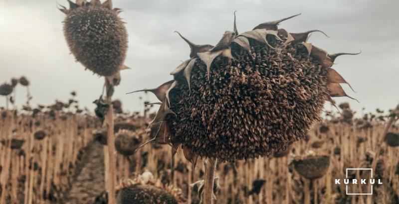 На Черкащині продемонстрували результати врожайності ексклюзивних гібридів соняшника