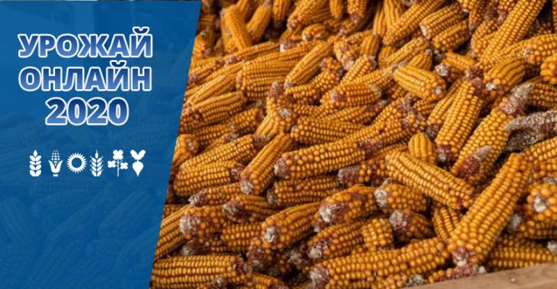 Шість областей України завершили збирати урожай кукурудзи