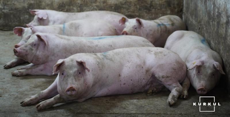 В Україні прогнозують зростання ціни на живець свиней