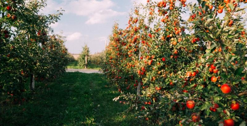 В Україні розробили екологічно безпечну систему захисту садів від парші