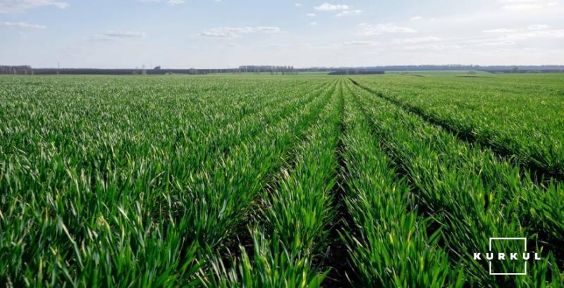 В Росії засіяли рекордні площі озимими зерновими