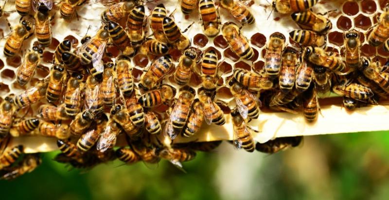 Пасічники можуть втратити понад 20% бджіл через теплу зиму — експерт