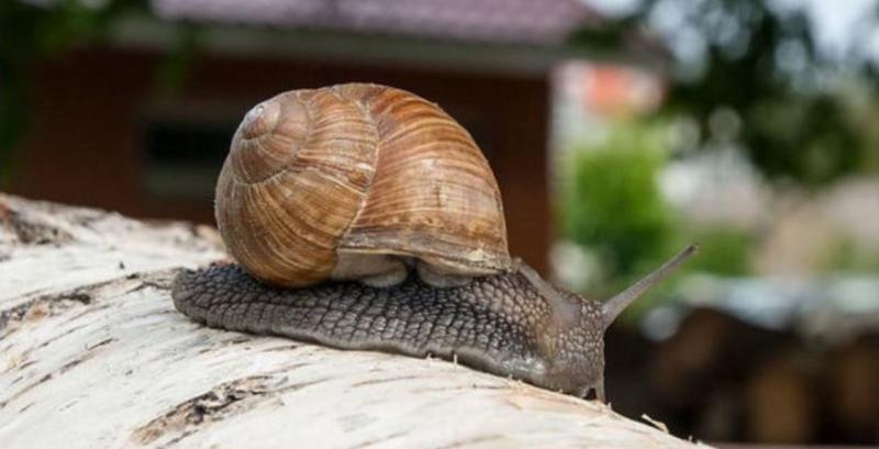 Равликова ферма Snails House планує вдвічі збільшити площу
