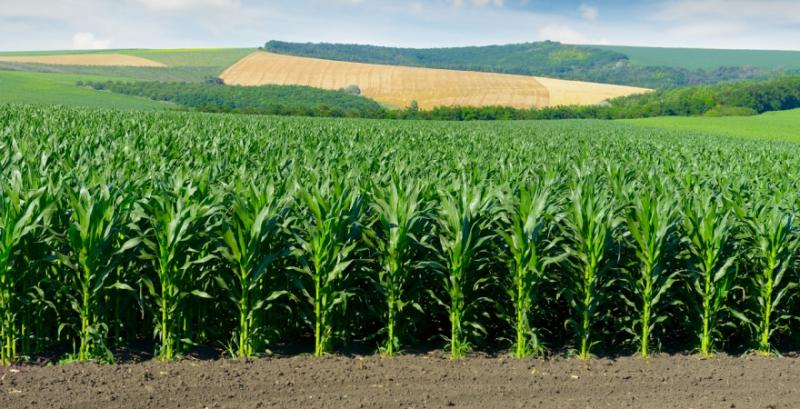 Витрати на виробництво кормів із кукурудзяного силосу нижчі ніж з багаторічних трав — думка
