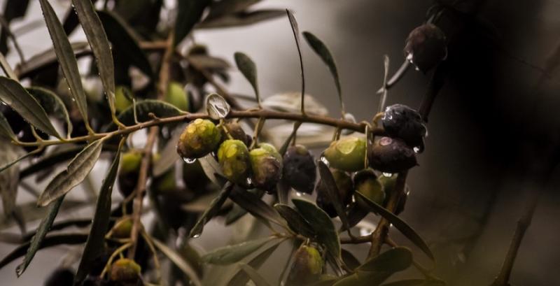 В Криму почали вирощувати оливки в теплицях