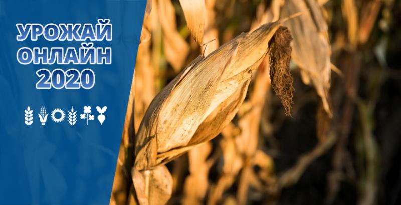 Аграрії намолотили майже 27 млн тонн кукурудзи